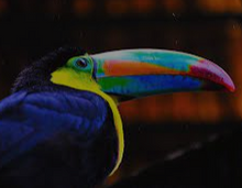 Load image into Gallery viewer, TUCANO NECKLACE