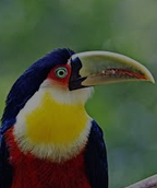 Load image into Gallery viewer, TUCANO NECKLACE